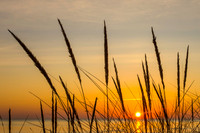 _DSC9373 Crop
